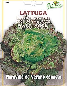 Hortus 35LAT3461 Maxi Busta Ortovivo Lattuga Maravilla di Verano Canasta, 12x0.2x16.5 cm